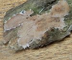 Steccherinum fimbriatum MykoGolfer